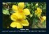 Blumenkalender 2025 Fotokalender DIN A4 - Bild 3