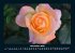 Blumenkalender 2025 Fotokalender DIN A4 - Bild 4