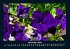 Blumenzauber 2025 Fotokalender DIN A4 - Bild 4