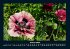 Blumenzauber 2025 Fotokalender DIN A4 - Bild 6
