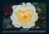 Blumenkalender 2025 Fotokalender DIN A5 - Bild 6