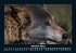 Welt der Tiere 2025 Fotokalender DIN A5 - Bild 3