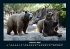 Der Tierkalender 2025 Fotokalender DIN... - Bild 7