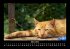 Für Katzenfreunde 2025 Fotokalender... - Bild 8