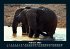 Elefanten - Die sanften Riesen Afrikas... - Bild 7