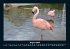 Welt der Tiere 2025 Fotokalender DIN A4 - Bild 13
