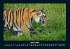 Welt der Tiere 2025 Fotokalender DIN A4 - Bild 9