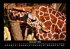 Giraffen 2025 Fotokalender DIN A3 - Bild 2
