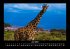 Giraffen 2025 Fotokalender DIN A3 - Bild 11