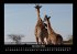 Giraffen 2025 Fotokalender DIN A3 - Bild 4