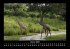 Giraffen 2025 Fotokalender DIN A3 - Bild 6