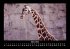Giraffen 2025 Fotokalender DIN A3 - Bild 8