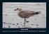 Vogelparadies 2025 Fotokalender DIN A4 - Bild 6