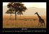 Giraffen 2025 Fotokalender DIN A3 - Bild 8