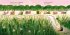 My Path - Bild 4