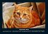 Für Katzenfreunde 2025 Fotokalender... - Bild 2