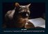 Für Katzenfreunde 2025 Fotokalender... - Bild 11