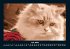 Für Katzenfreunde 2025 Fotokalender... - Bild 12