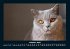 Für Katzenfreunde 2025 Fotokalender... - Bild 3