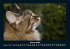 Für Katzenfreunde 2025 Fotokalender... - Bild 6