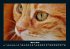 Für Katzenfreunde 2025 Fotokalender... - Bild 8