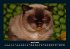Für Katzenfreunde 2025 Fotokalender... - Bild 9