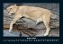 Welt der Tiere 2025 Fotokalender DIN A4 - Bild 13