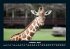 Welt der Tiere 2025 Fotokalender DIN A4 - Bild 3