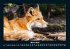 Welt der Tiere 2025 Fotokalender DIN A4 - Bild 8
