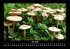 Natur Pur 2025 Fotokalender DIN A3 - Bild 9