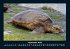 Schildkrötenzauber 2025 Fotokalender... - Bild 2