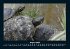 Schildkrötenzauber 2025 Fotokalender... - Bild 13