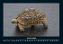Schildkrötenzauber 2025 Fotokalender... - Bild 6