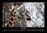 Giraffen 2025 Fotokalender DIN A3 - Bild 12