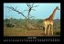Giraffen 2025 Fotokalender DIN A3 - Bild 6