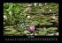 Pflanzen und Blüten 2025 Fotokalender... - Bild 11