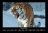 Tiger 2025 Fotokalender DIN A3 - Bild 3