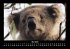 Koala 2025 Fotokalender DIN A3 - Bild 10