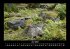 Bilder der Natur 2025 Fotokalender DIN... - Bild 11