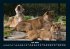 Löwen in der Wildnis 2025 Fotokalender... - Bild 11