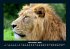 Löwen in der Wildnis 2025 Fotokalender... - Bild 4