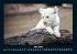 Löwen in der Wildnis 2025 Fotokalender... - Bild 9