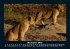 Löwen in der Wildnis 2025 Fotokalender... - Bild 4