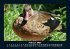 Vogelparadies 2025 Fotokalender DIN A5 - Bild 7