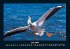 Vögel 2025 Fotokalender DIN A4 - Bild 11
