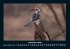 Vögel 2025 Fotokalender DIN A4 - Bild 5