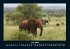 Elefanten - Die sanften Riesen Afrikas... - Bild 11