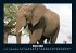Elefanten - Die sanften Riesen Afrikas... - Bild 13
