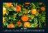 Obstkalender 2025 Fotokalender DIN A5 - Bild 11