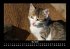 Für Katzenfreunde 2025 Fotokalender... - Bild 10